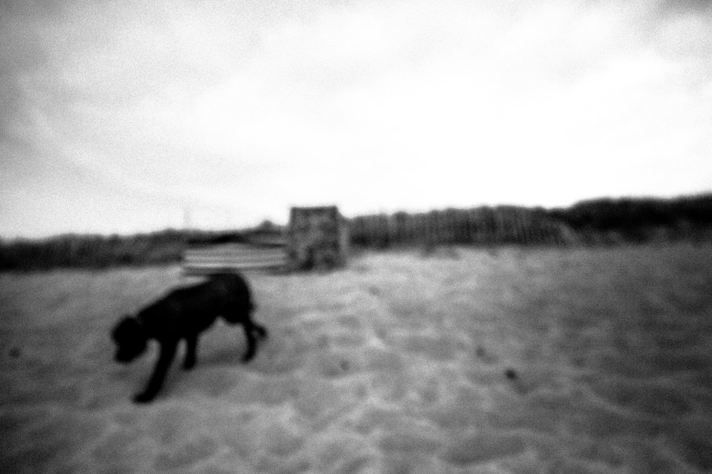 Marie-Rose Gilles Artiste Photographe animal animaux portrait photo art artistique chien chat vache cheval  meduse poisson carpe