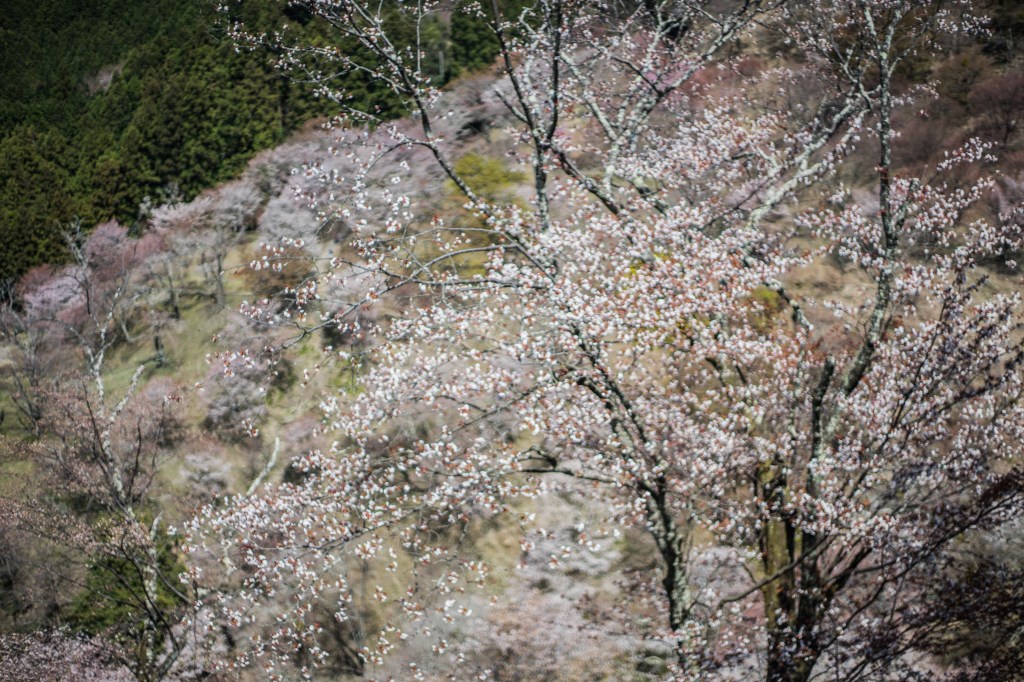 photographie peinture marie-rose gilles saint martin  d'uriage paysage japon japan